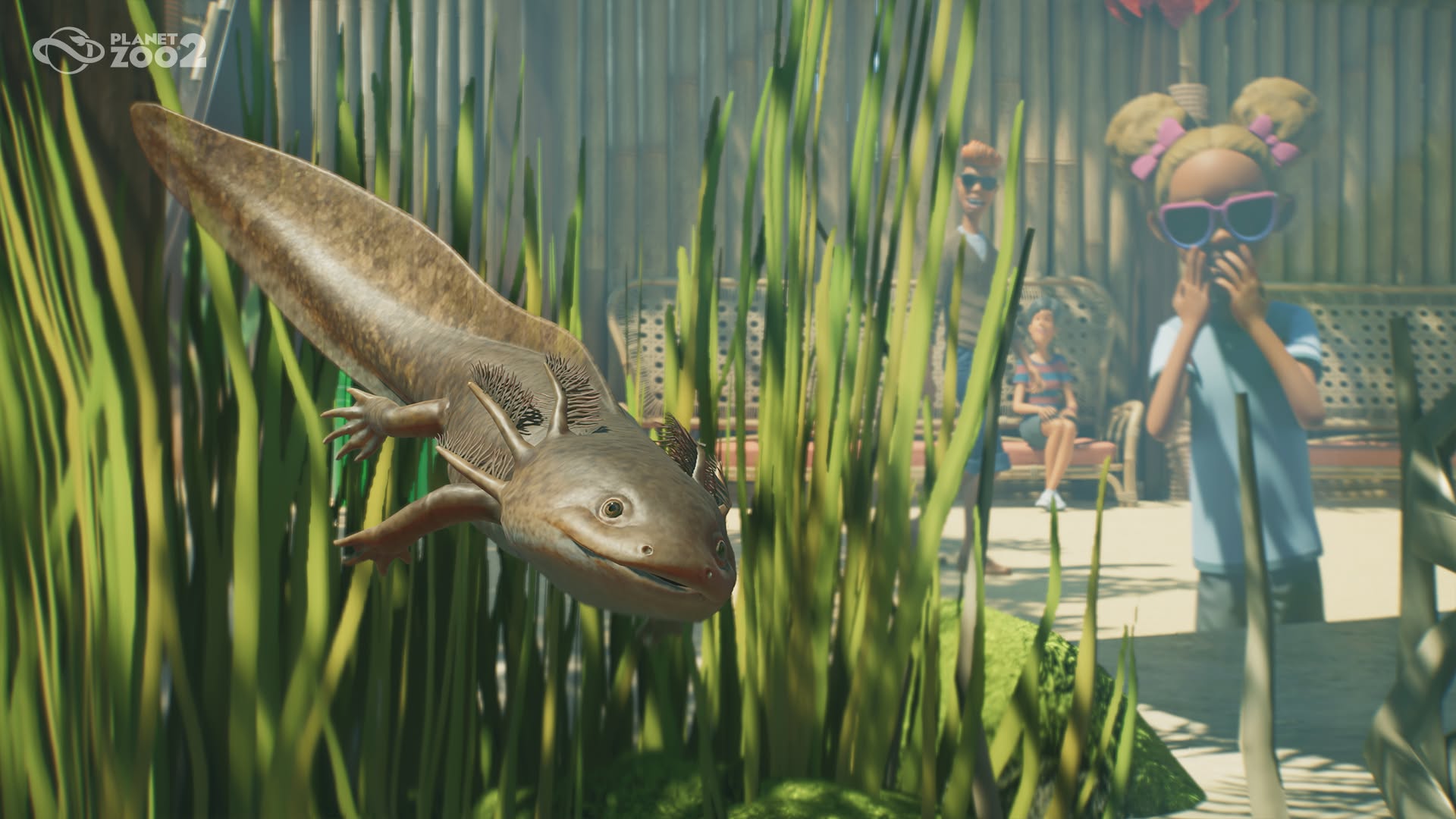 Axolotl