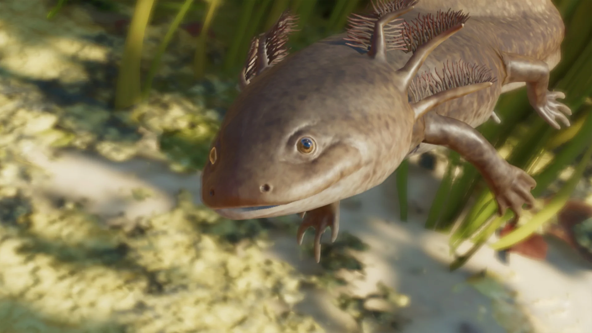 Axolotl