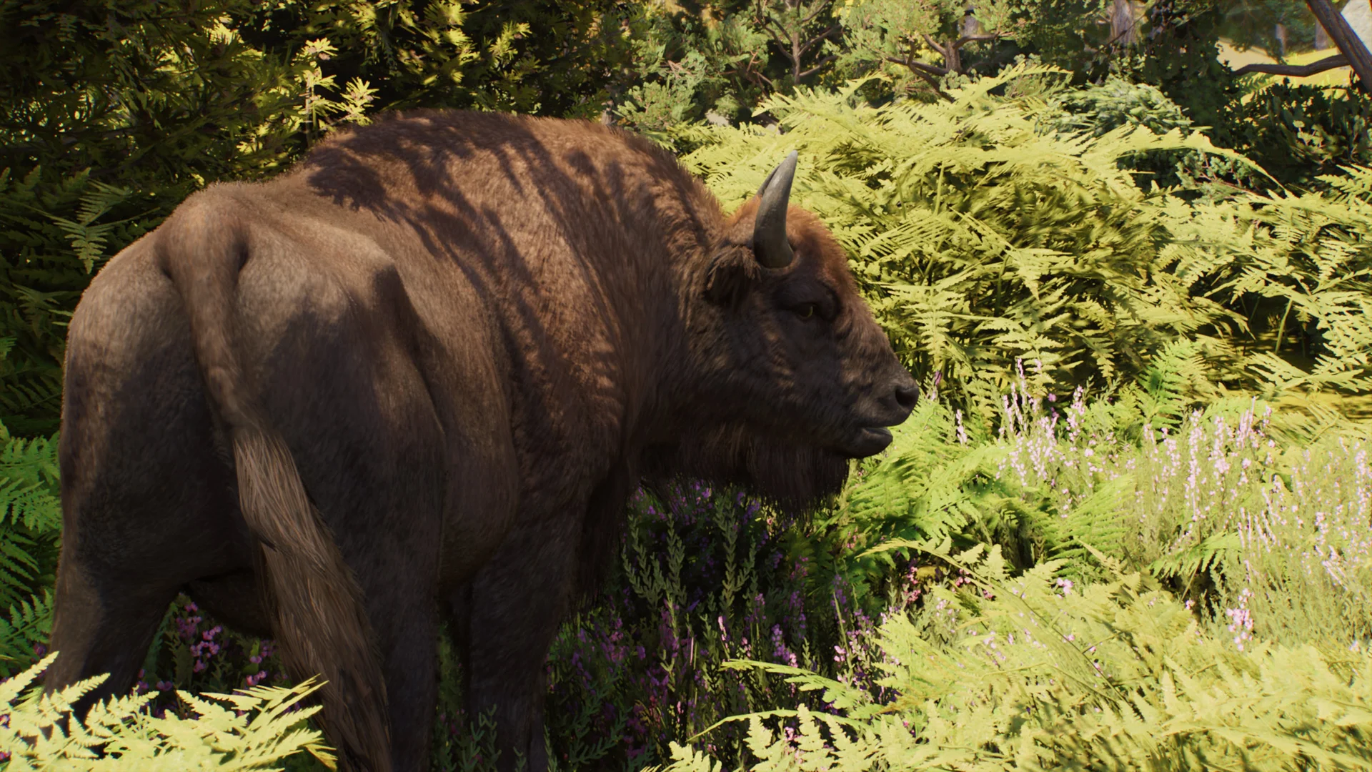 European Bison