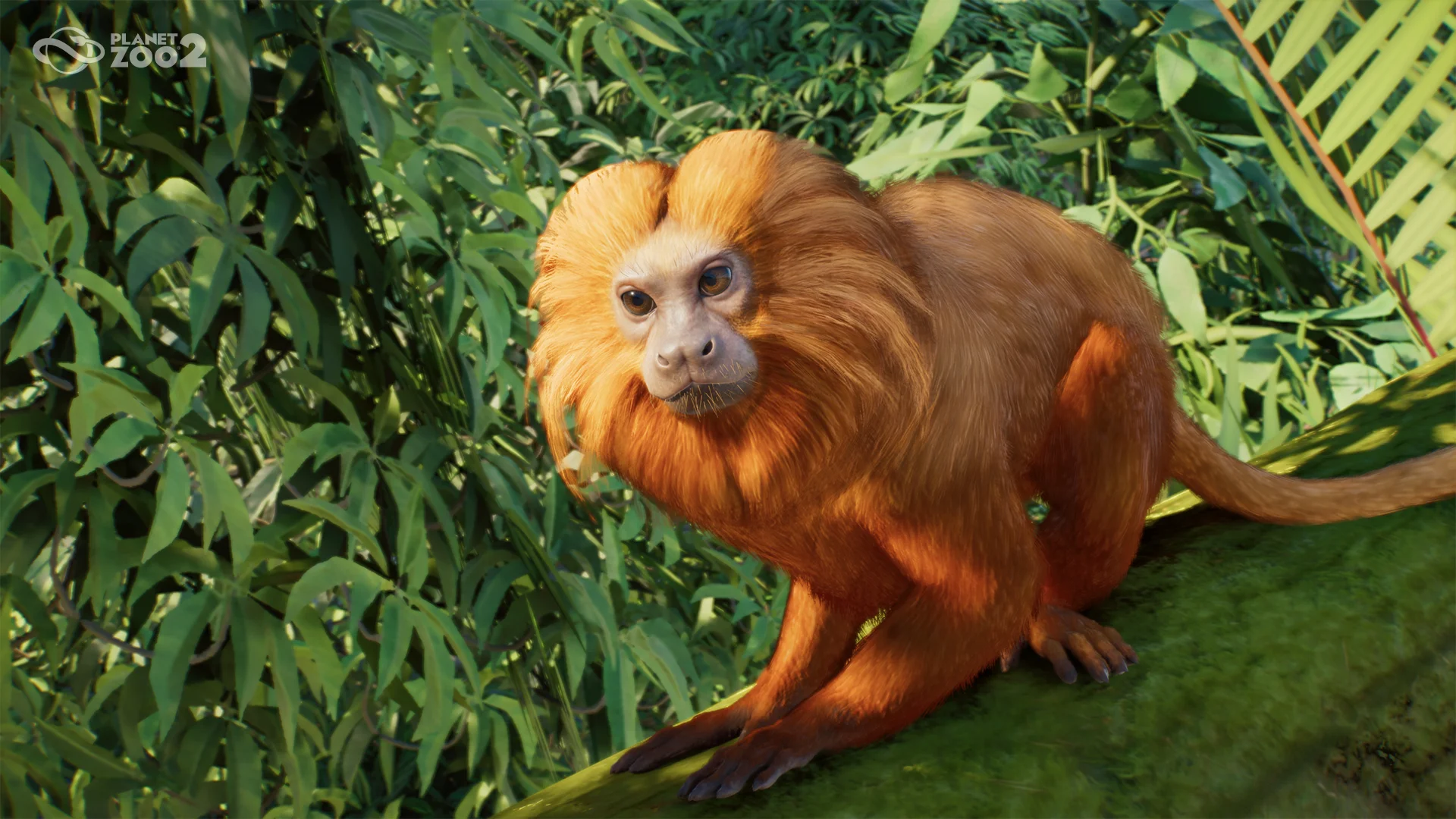 Golden Lion Tamarin