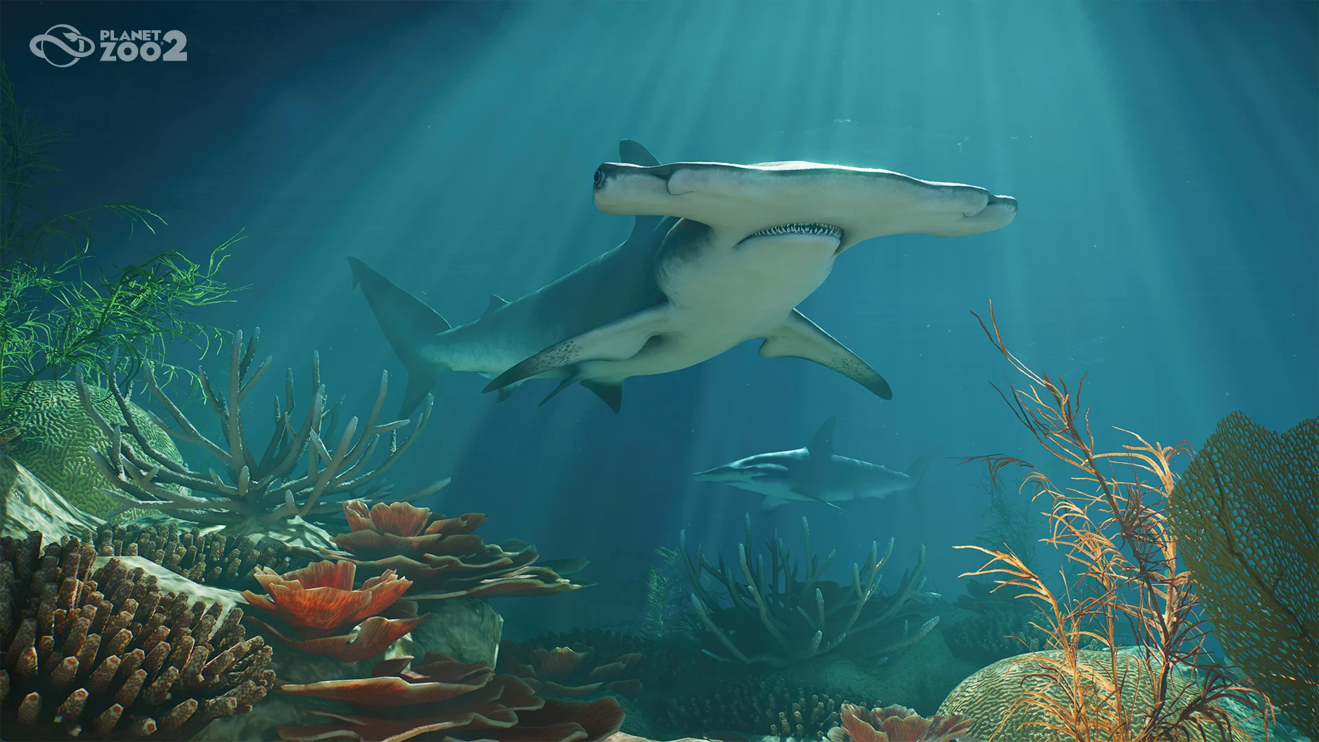 Great Hammerhead