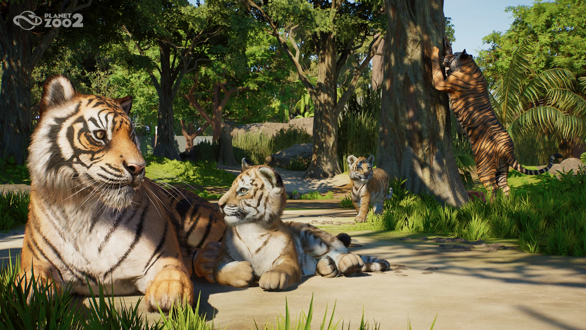Sumatran Tiger