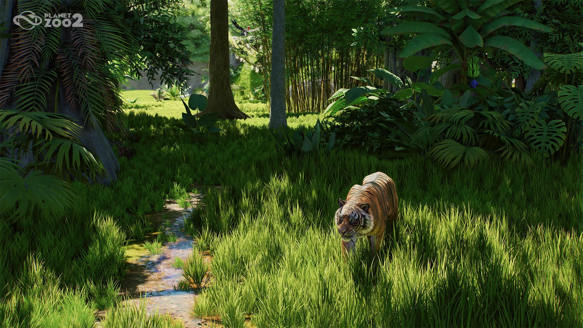 Sumatran Tiger