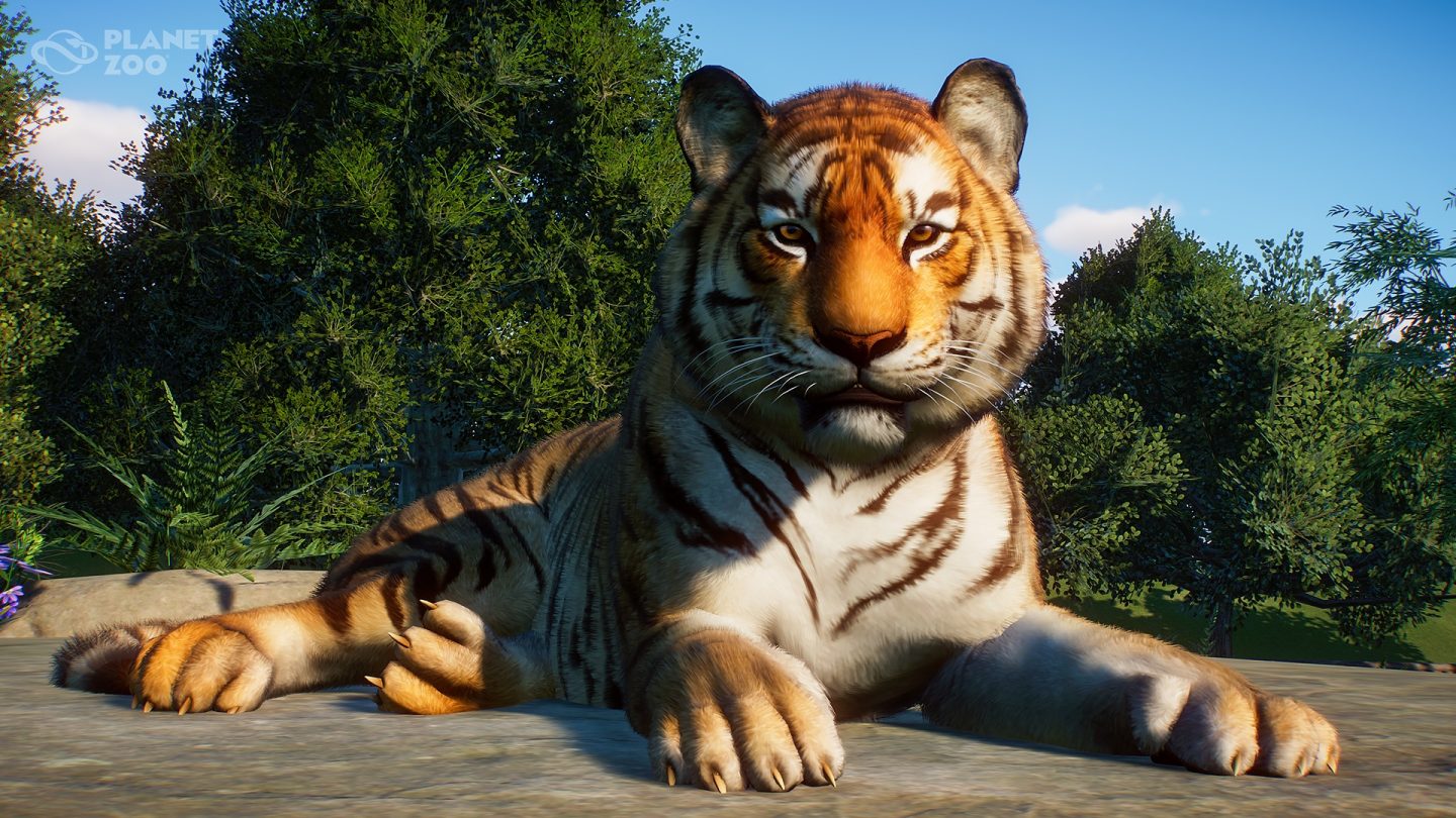Sumatran Tiger