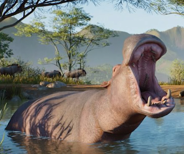 Common Hippopotamus