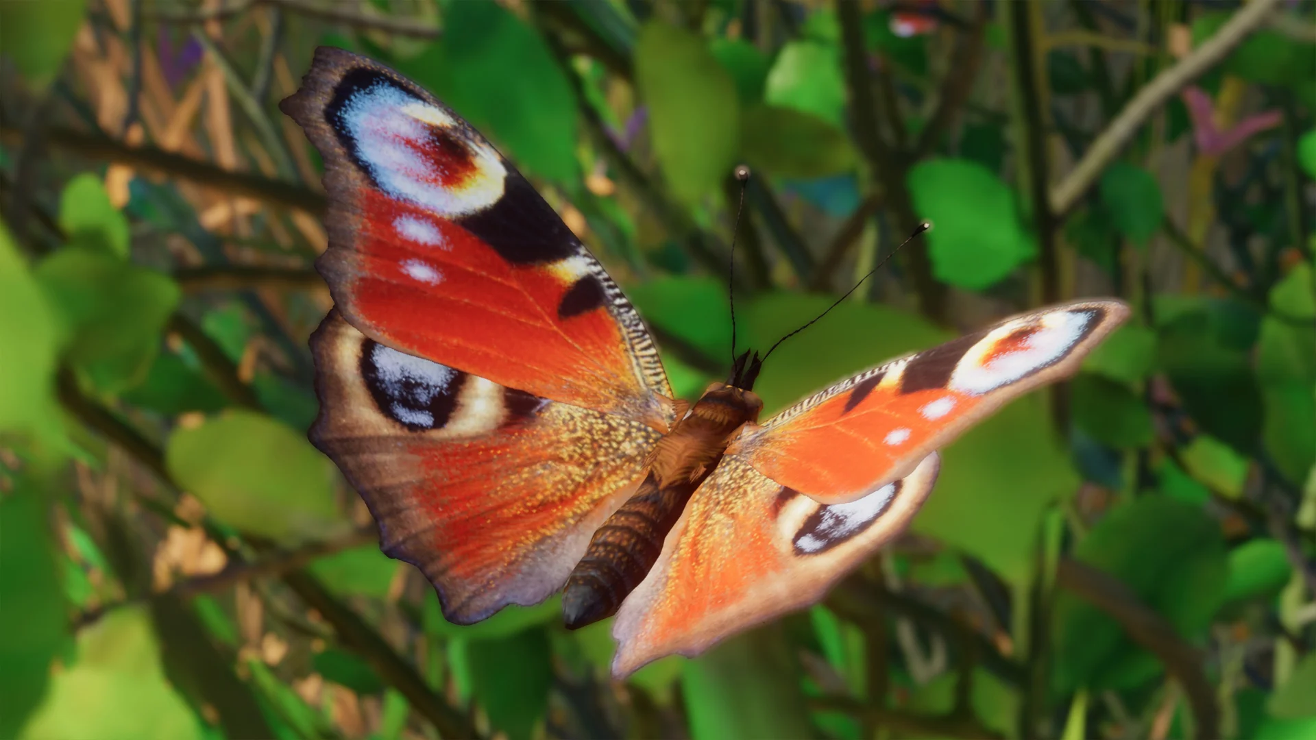 European Peacock