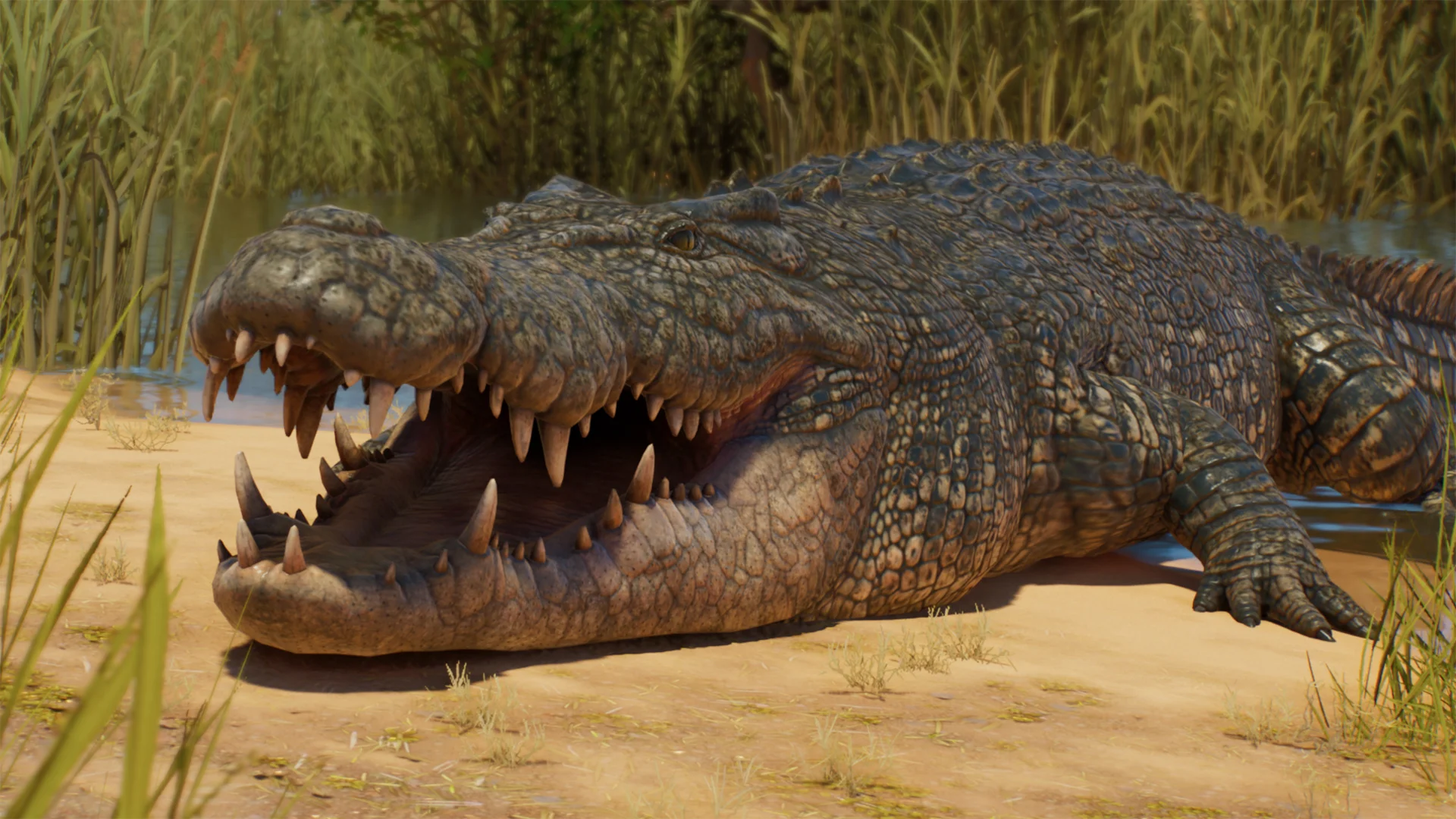 Saltwater Crocodile