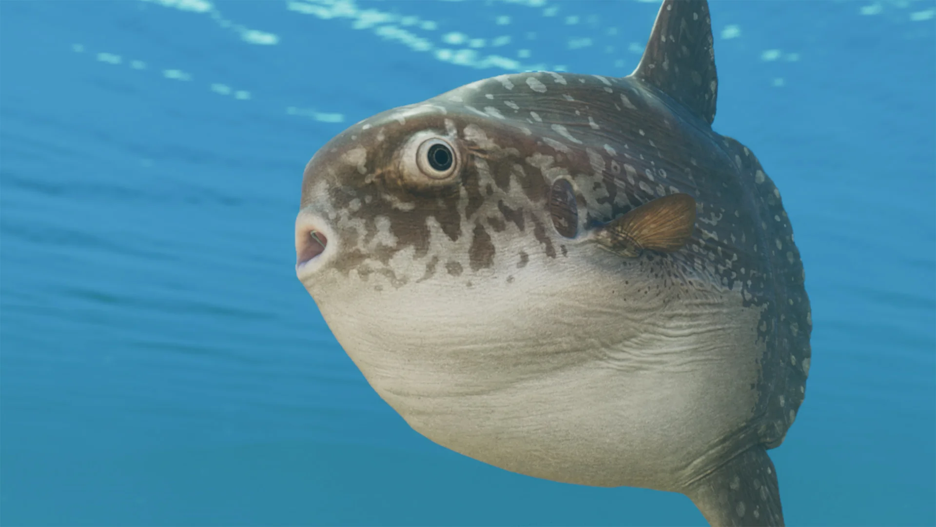 Ocean Sunfish