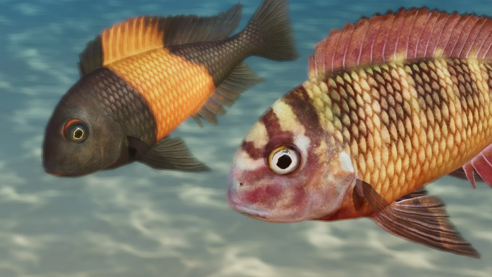 Blunthead Cichlid