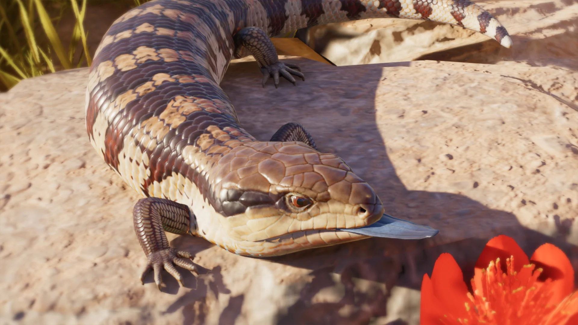 Common Bluetongue