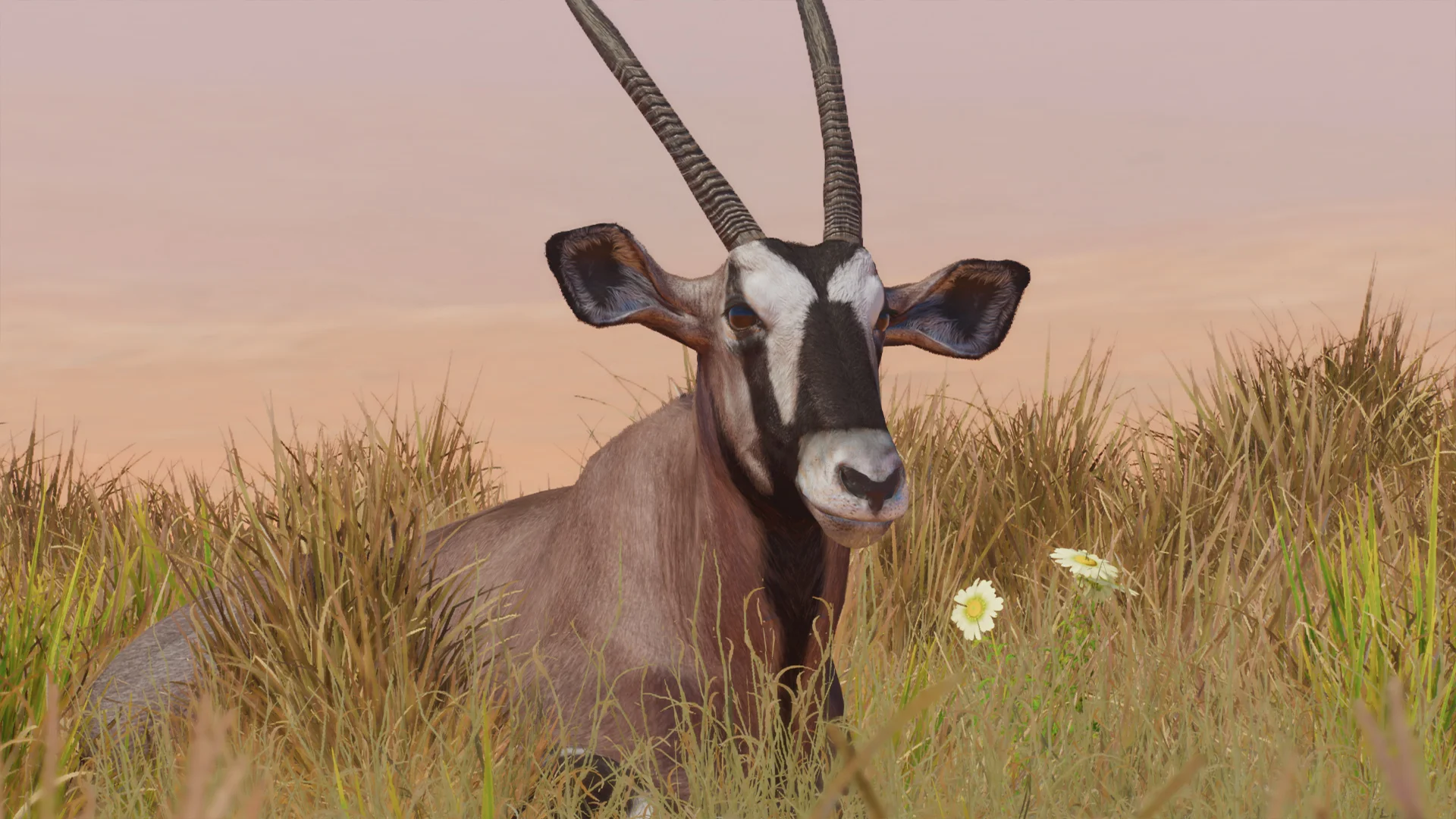Gemsbok