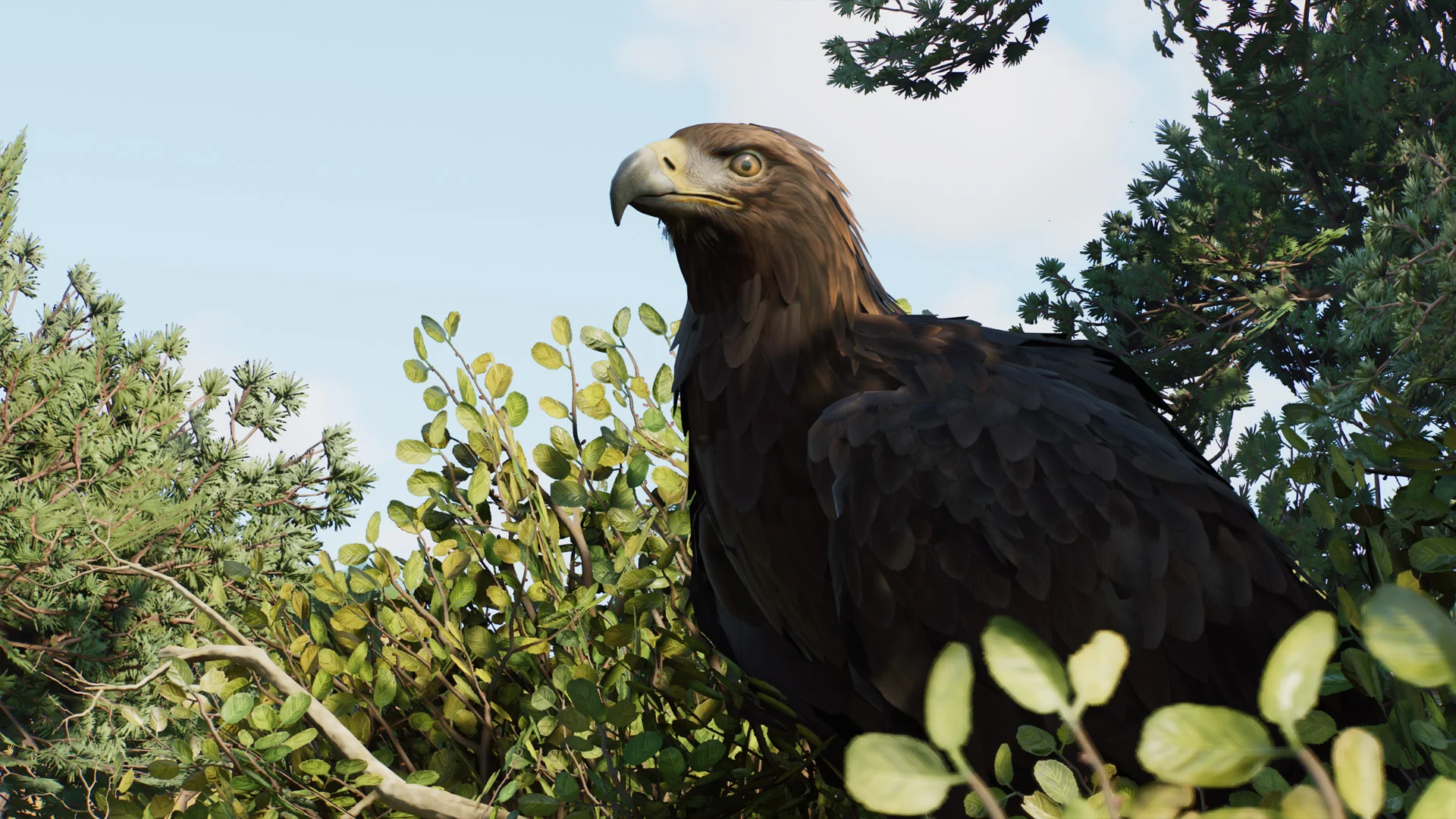 Golden Eagle