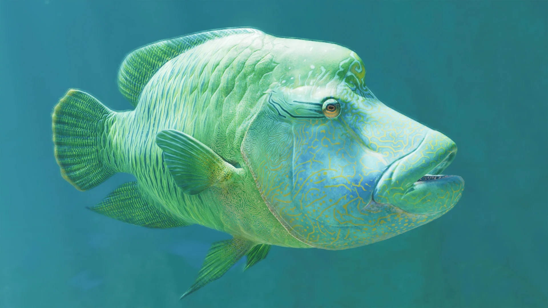 Humphead Wrasse