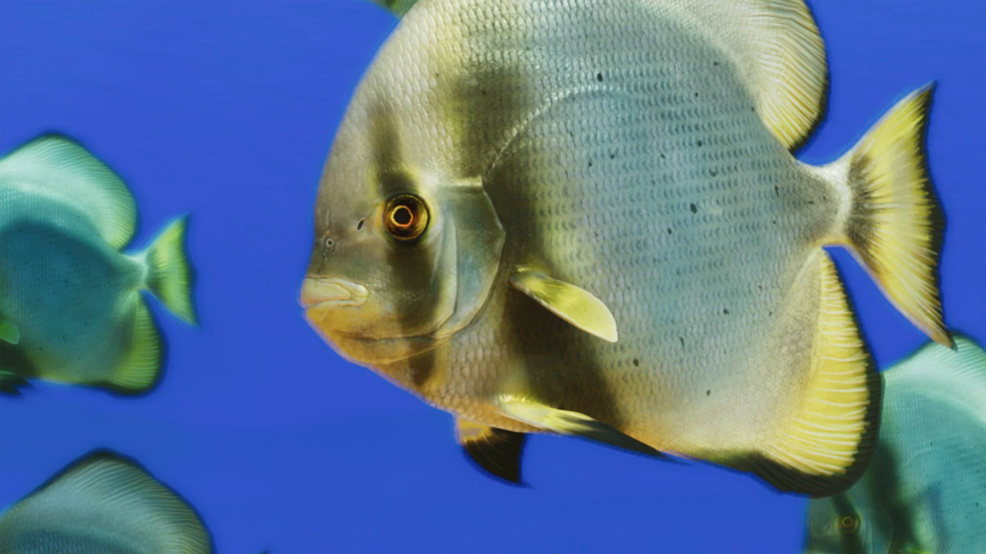 Longfin Batfish